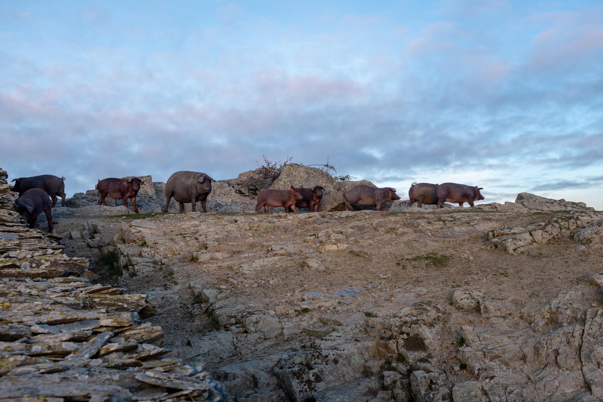 Scenic view of Calzadilla del Mendigos on the Vía de la Plata