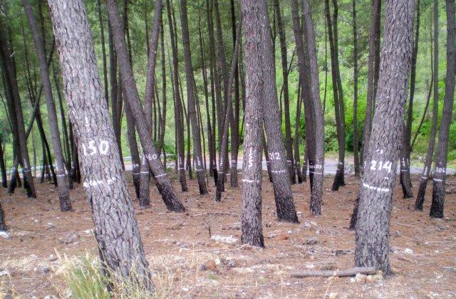 Scenic view of Noceda on the Camino Francés