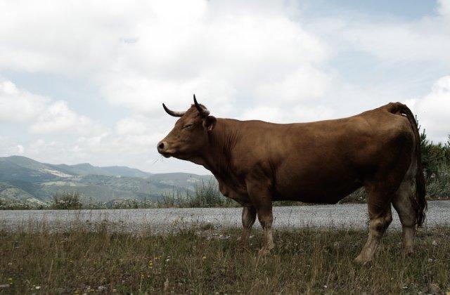 Scenic view of Padornelo on the Camino Aragonés